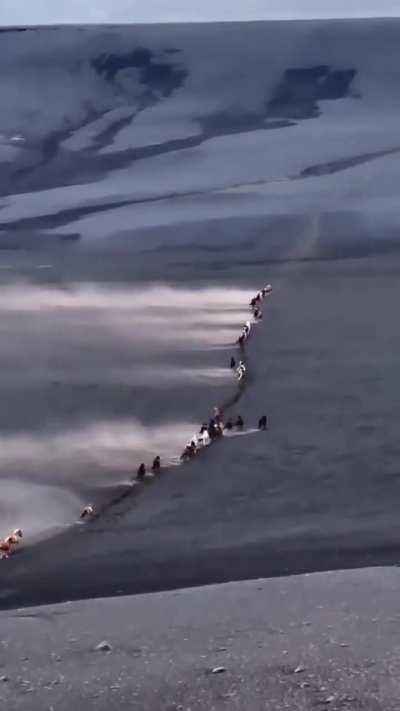 🔥Horses crossing the Icelandic black ash desert while north wind blows.