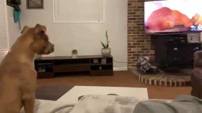 Dogs reaction to mufasa's death