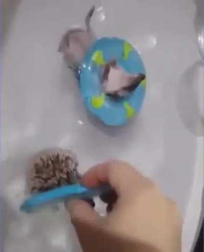 Hedgehog Lazy River!
