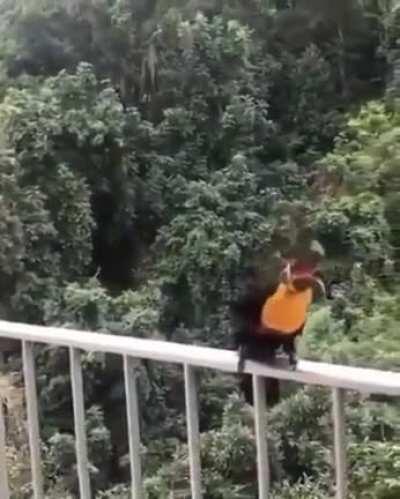 A encantadora de Tucanos .