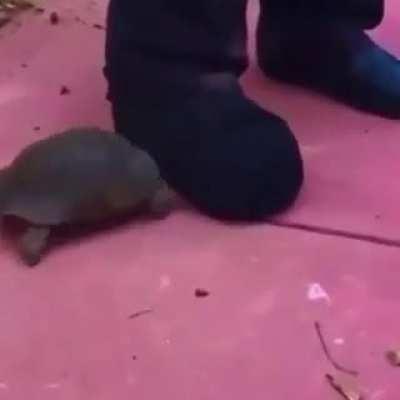 Tortuga molesta >:(
