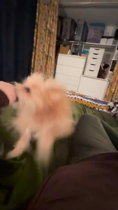 Tasmanian Devil Zoomies