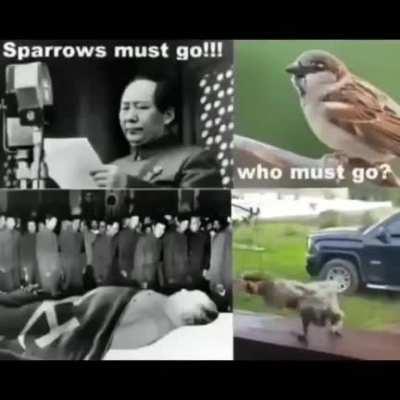 mao(cuck) vs based Landsparrow