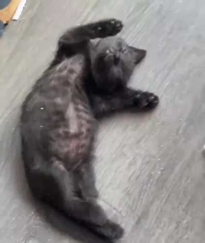 He looks like a black cashew nut.