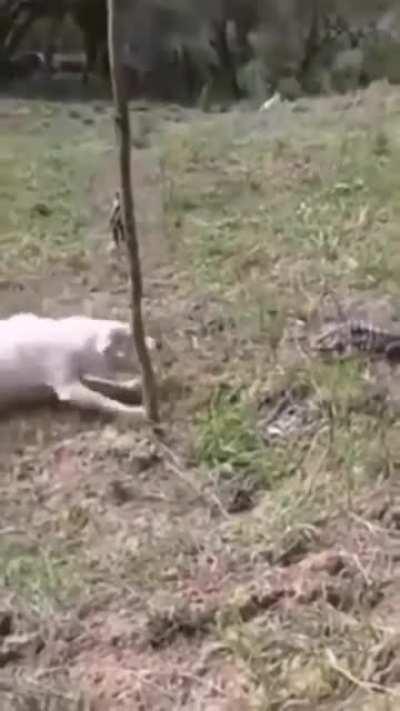 Обосратушки