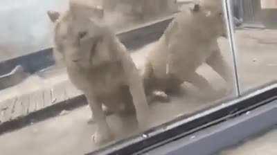 You ain’t lion down next to me