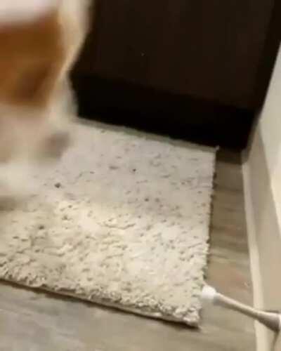 boingggggggggggggggggg