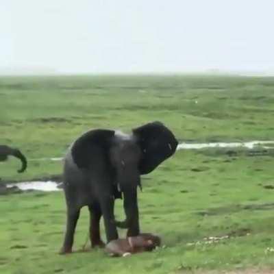 🔥 Elephant giving birth