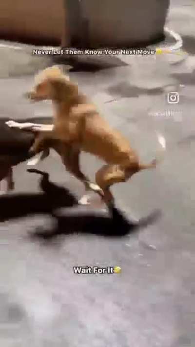 Bro saw an opportunity!!