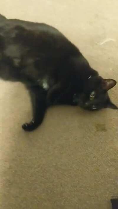 Jinks tries to distract me from getting ready in the mornings, which I totally fall for and end up running late