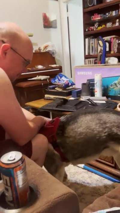 not getting pets is a crime