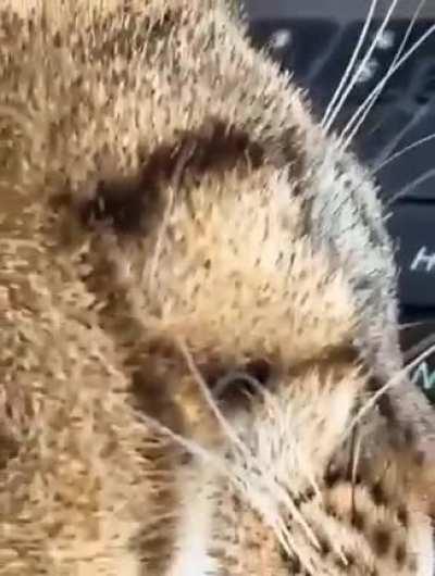 Busy with very important things