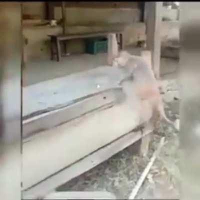 What happens when you mess with a stronger primate