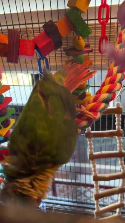 Can a conure person tell me if this is a mating dance or just a silly one