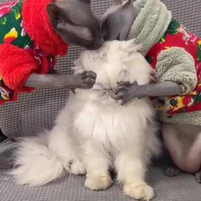 cAT tORMEnTEd bY ItS GoOD SIdE aND ITs EVIL SIDE