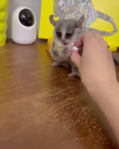 To steal my brother's food