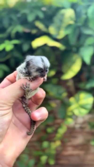 Sized like the finger 