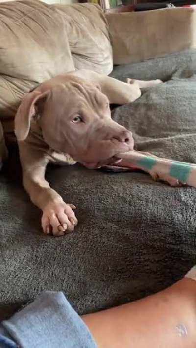 Snuck up on me and took it right off my foot