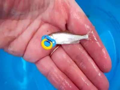 no more depression only binky fish :D