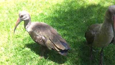 My new alarm clocks arrived today