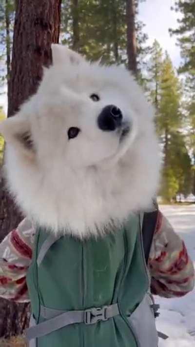 Doggo chilling in the backpack