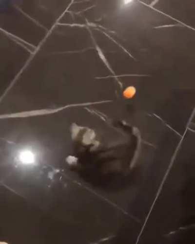 Boingy-boing!! X-post from r/aww