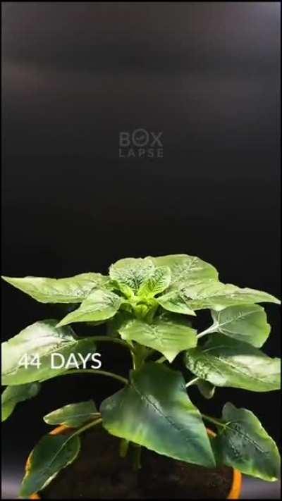 Blooming Sunflower time-lapse