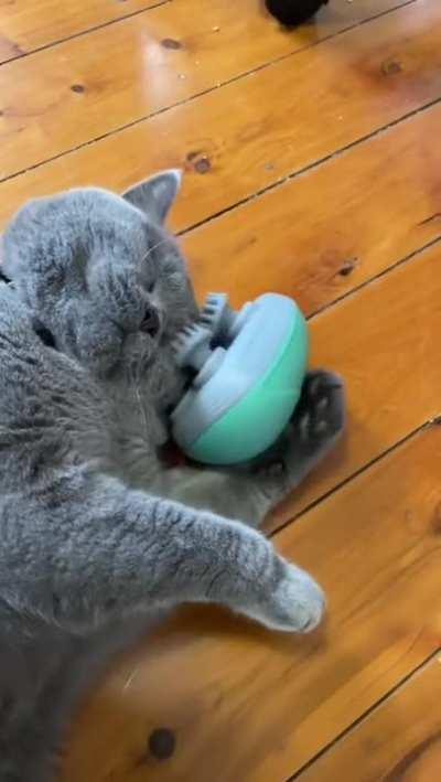 Floof enjoying some brushing