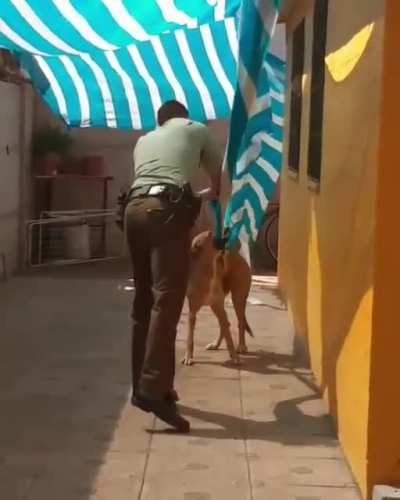 Police man, rescues a puppy that became entangled in a network while he was alone in a home.