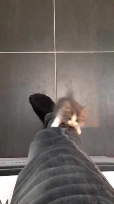 Hey, put that thing down and play with me!