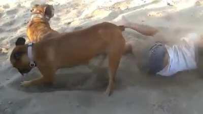 Little girl disturbs relaxing dog on the beach