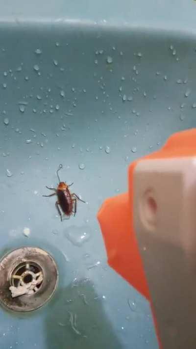 This mf was in my bathroom so i blowed him up