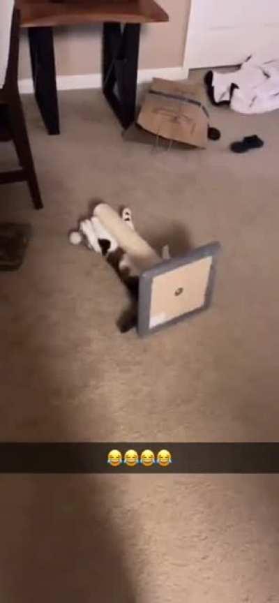 Sometimes the scratching post bites back.