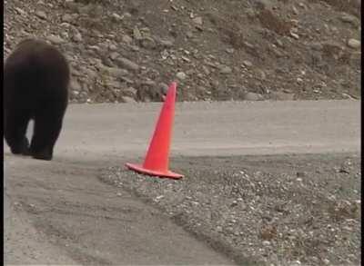 Bear tries to put the world back in order