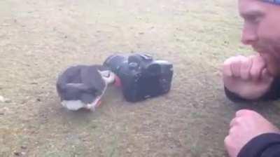 Puffins are Social birds and Like to Fit in with Group Members