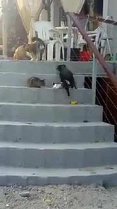 I was told I should post this here: We adopted a three legged kitten and our other furry family members are teaching him to climb the stairs ❤️