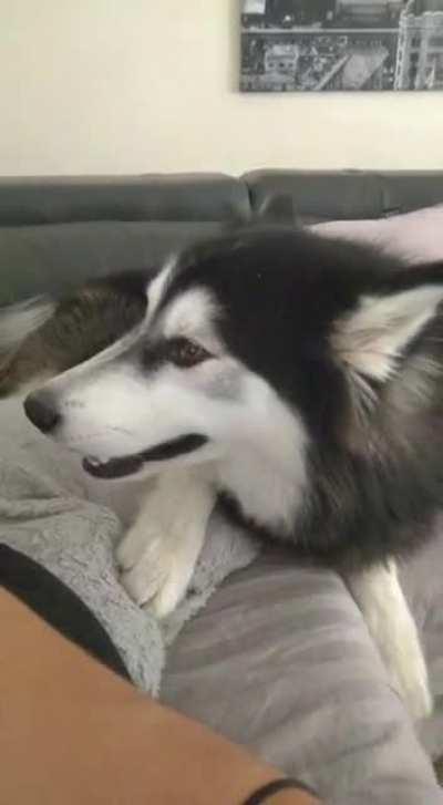 Disobedient Alusky throws a fit