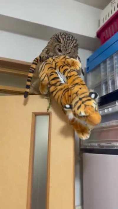 Curoame the owl hunts tiger