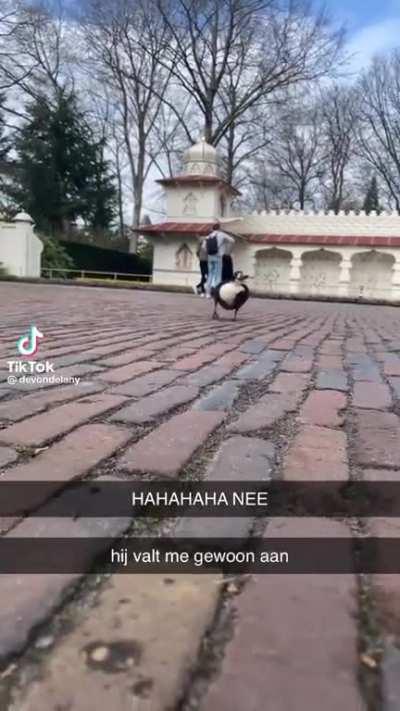 Kutbeest valt weer aan