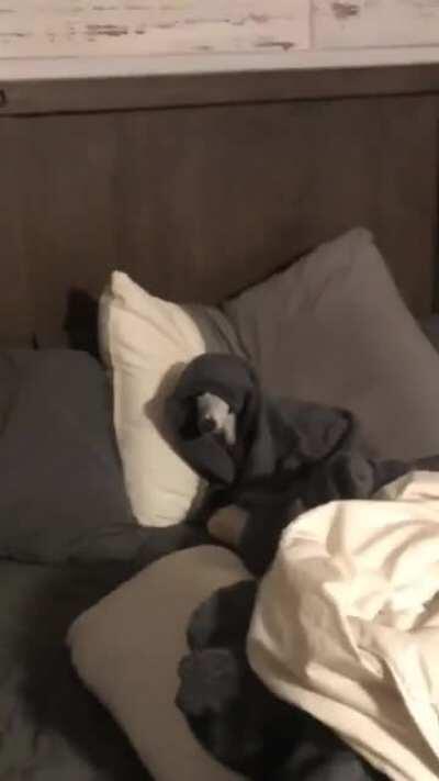 My sith pup (sound on 🔈)