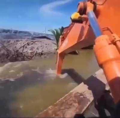 pq isso é tao fofo?