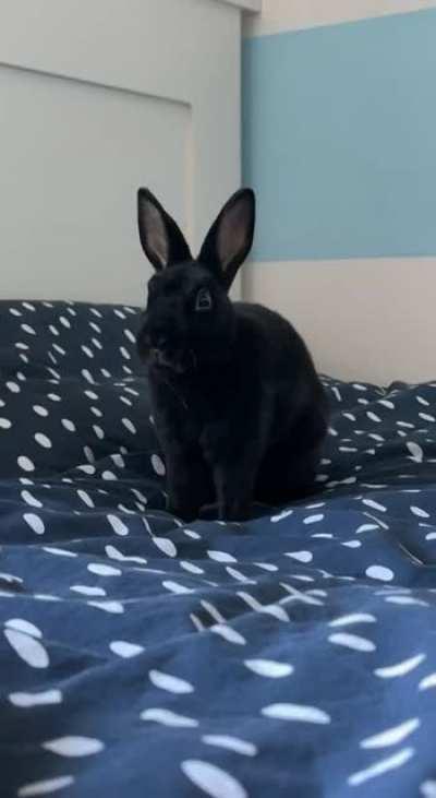 Did my bunny just do a barrel roll out of happiness? 🥺