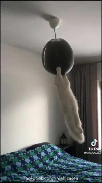 This derp took the song too literally