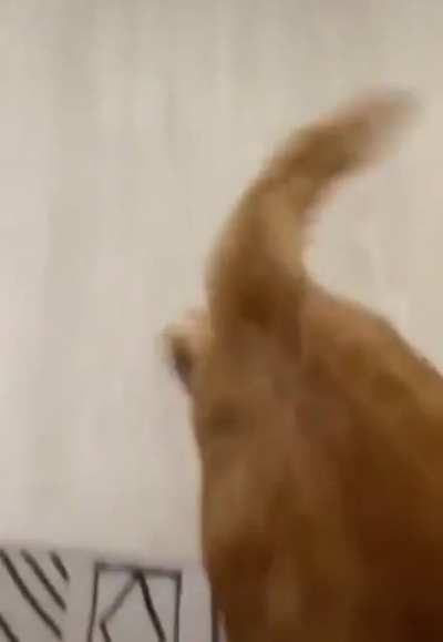 Therewasanattempt to surprise attack