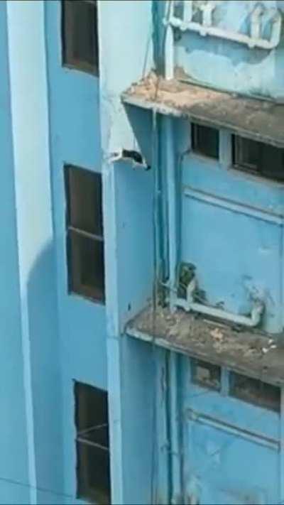 Джеки Чан из мира кошек