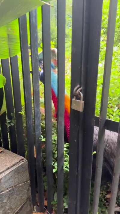 Didn’t expect this dinosaur bird to sound like this 😳