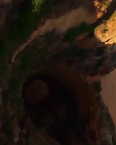 This drone shot! [L]