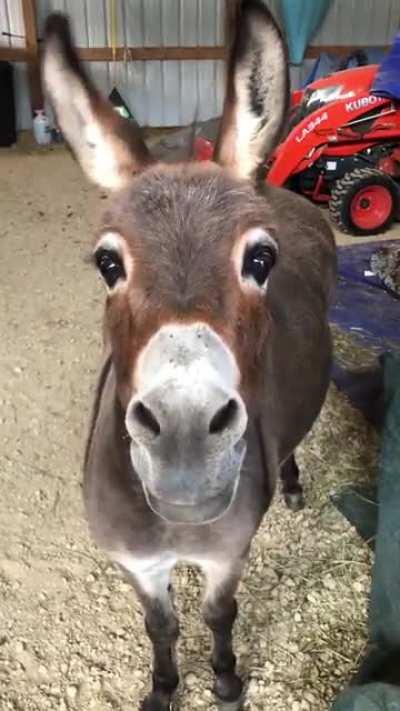 For My Fellow Long Ear Lovers! She’s just so cute! Enjoy 😊