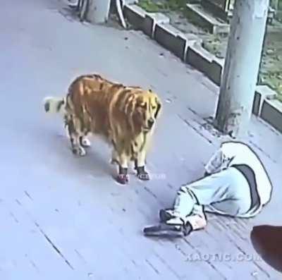 Cat falls from the sky and knocks out a guy walking his dog.