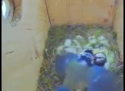 Intruder wants to mate with her, but she calls for her man and he comes home.